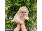 Pomeranian Puppy for sale in Whittier, CA, USA