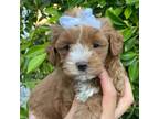 Maltipoo Puppy for sale in Whittier, CA, USA