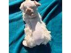 Schnauzer (Miniature) Puppy for sale in Delta, CO, USA