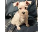 Schnauzer (Miniature) Puppy for sale in Ludowici, GA, USA