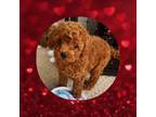 Poodle (Toy) Puppy for sale in Watertown, TN, USA