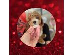 Poodle (Toy) Puppy for sale in Watertown, TN, USA