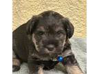 Schnauzer (Miniature) Puppy for sale in Comanche, TX, USA