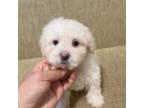 Poodle (Toy) Puppy for sale in Montebello, CA, USA