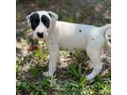 Dalmatian Puppy for sale in Merritt Island, FL, USA