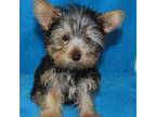 Yorkshire Terrier Puppy for sale in Jonestown, PA, USA