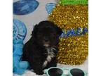 Shih-Poo Puppy for sale in Finley, OK, USA