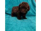 Poodle (Toy) Puppy for sale in Summer Shade, KY, USA