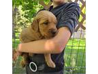 Golden Retriever Puppy for sale in Mountain Lake, MN, USA