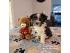 Mutt Puppy for sale in Bristol, VA, USA