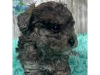 Poodle (Toy) Puppy for sale in Salina, OK, USA