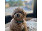 Goldendoodle Puppy for sale in Bonsall, CA, USA