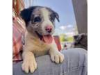 Border Collie Puppy for sale in Goreville, IL, USA