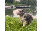 Border Collie Puppy for sale in Goreville, IL, USA