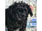 Mutt Puppy for sale in Plainfield, IL, USA