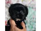 Mutt Puppy for sale in Plainfield, IL, USA