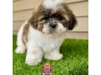 Bichon Frise Puppy for sale in Elmhurst, IL, USA