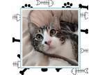 Adopt Wesley a Domestic Shorthair / Mixed (short coat) cat in Chandler