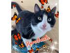 Adopt Rorschach a Domestic Shorthair / Mixed (short coat) cat in Chandler