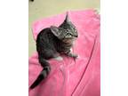 Adopt Dallie a Domestic Shorthair / Mixed (short coat) cat in Tool