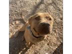 Adopt Buster a Staffordshire Bull Terrier / Mixed dog in Dallas, TX (38866473)
