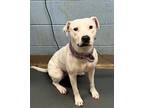 Adopt Penelope Cruz a White Mixed Breed (Medium) / Mixed dog in Chamblee