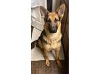 Adopt Nia a Black - with Tan, Yellow or Fawn German Shepherd Dog / Mixed dog in