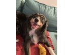 Adopt JW a Black - with White Australian Shepherd / Mixed dog in Webster