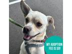 Adopt Brodie a Tan/Yellow/Fawn Mixed Breed (Medium) / Mixed dog in Charleston