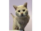 Adopt T-Bone a Domestic Shorthair / Mixed cat in Wheaton, IL (38858204)