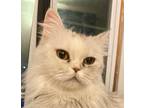 Adopt Lala a White Persian / Mixed cat in Palatine, IL (38866229)