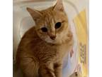 Adopt Lilo a Orange or Red Tabby Domestic Shorthair (short coat) cat in St