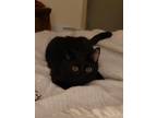 Adopt Betty Boop 4516 a All Black Domestic Shorthair / Mixed cat in Dallas