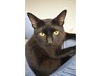 Adopt Luca - Foster to Adopt a All Black Domestic Shorthair / Domestic Shorthair
