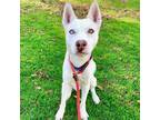 Adopt *WINTER a White Husky / Mixed dog in Long Beach, CA (36604471)