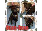Adopt BEAR BEAR a Black Labrador Retriever / Mixed dog in Pearland