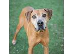 Adopt ARCHIE a Brown/Chocolate Black Mouth Cur / Mixed dog in Naples