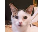 Adopt Jonny Boy a White (Mostly) Domestic Shorthair / Mixed cat in Palatine