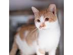 Adopt Spaghetti a Tan or Fawn Tabby Domestic Shorthair / Mixed cat in Asheville