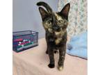 Adopt Sofia a All Black Domestic Shorthair / Mixed cat in Garden, KS (38862468)