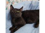 Adopt Melina a All Black Domestic Mediumhair / Mixed cat in Garden