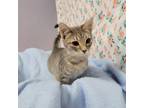 Adopt Tajin a Gray or Blue Domestic Shorthair / Mixed cat in Garden