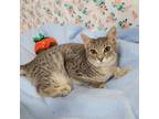 Adopt Taylor a Gray or Blue Domestic Shorthair / Mixed cat in Garden
