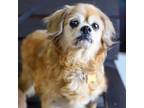 Adopt Alfred Time a Tan/Yellow/Fawn Pug / Pekingese / Mixed dog in Mission