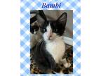 Adopt Bambi a Domestic Shorthair / Mixed (short coat) cat in Chandler