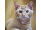 Adopt Ling a Orange or Red Domestic Shorthair / Mixed cat in Lander
