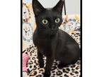 Adopt Brandy a All Black Domestic Shorthair / Mixed cat in Novelty