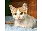 Adopt ODIE a Orange or Red Domestic Shorthair / Mixed cat in Pt.