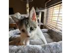 Adopt Fauna a White Domestic Shorthair / Mixed cat in San Antonio, TX (38862112)