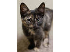 Adopt Pearl a All Black Domestic Shorthair / Domestic Shorthair / Mixed cat in